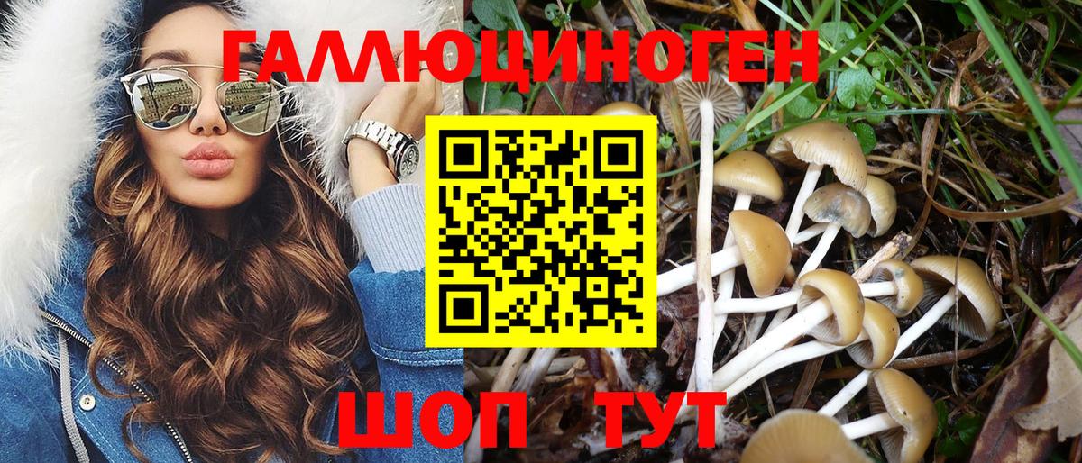 где купить наркоту  Вход с VPN  Курск  Псилоцибиновые грибы MAGIC MUSHROOMS  Галлюциногенные грибы Magic Shrooms 